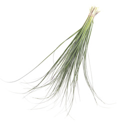 Beargrass (Trawa) Green 60cm x1x20