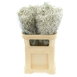 Gypsophila (Gipsówka) Esmeralda White 625gr 70cm x1x1