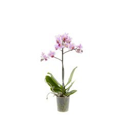 Orchidea 9cm  I-pęd Pink Mix Super Extra 40cm