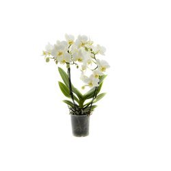 Orchidea 9cm  III-pęd White Mix Super Extra 40cm