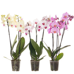 Phal 12 III-p Standard Mix 60cm