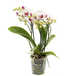 Phal 12 Multiflora III-p NWO Super Extra Mix 40cm