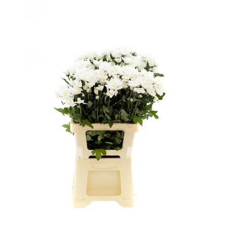 Chrysanthemum Baltica/Pina Colada White 80gr 70cm x5x80