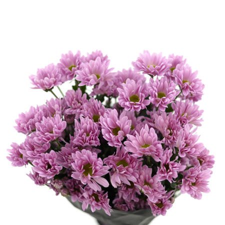Chrysanthemum Baltica Pink 70cm 75gr x5x80