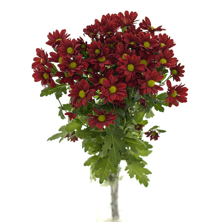 Chrysanthemum Bontempi Red (Barolo) 70cm x5