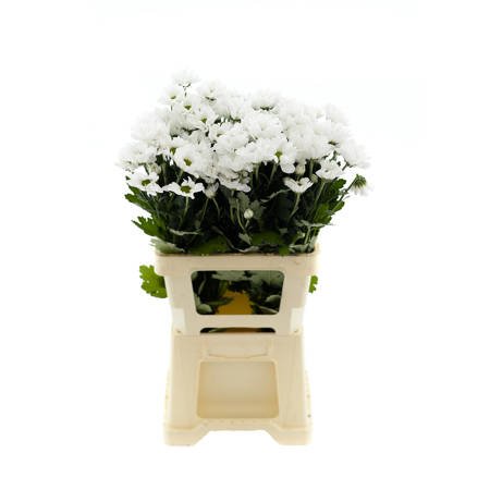 Chrysanthemum Chic White 80gr 70cm x5x80