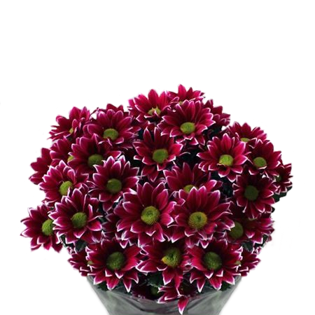Chrysanthemum Haydar Bicolor 70cm 80gr x5x80