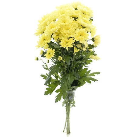 Chrysanthemum Pina Colada Yellow 70cm 85gr x5x80