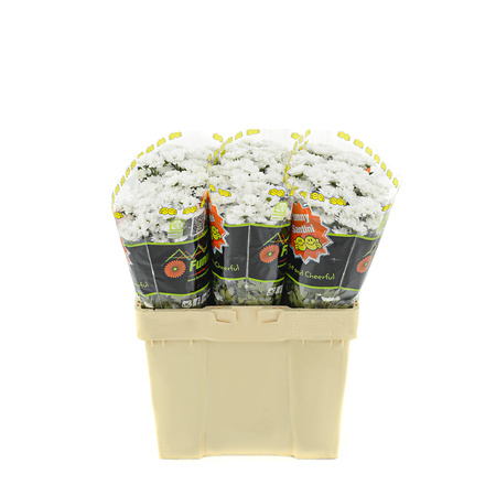 Chrysanthemum Santini Bouncer White 55cm 950gr x25x75