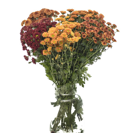 Chrysanthemum Santini Winter Mix 55cm x25x75