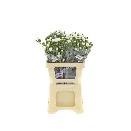 Dianthus (GoĹşdzik) White GaĹ‚Ä…zka 60cm x10x80