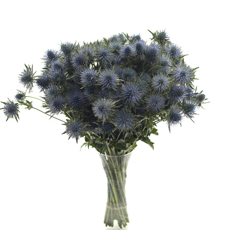 Eryngium Blue 50cm x10/x40
