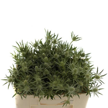 Eryngium White/green 50cm x10
