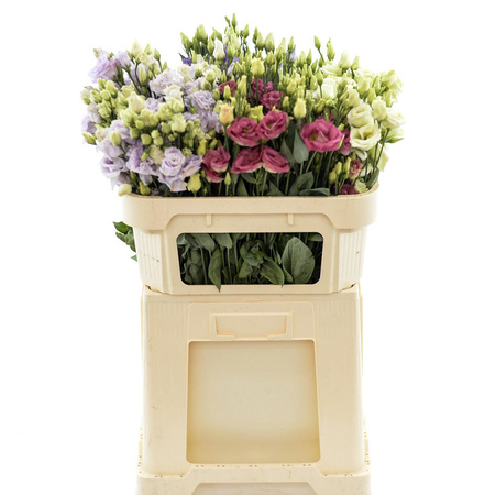 Eustoma Mix 65cm x10x60