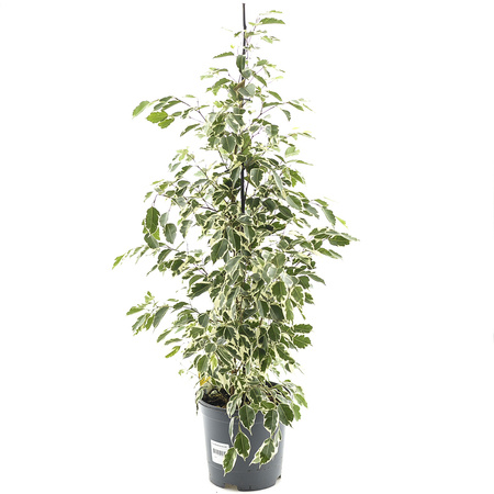 Ficus Benjamina MIX d21
