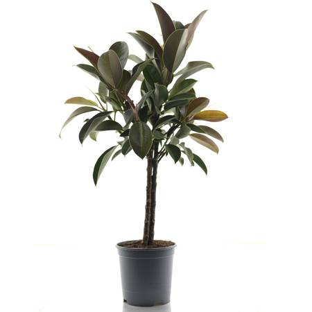 Ficus Elastica Melany d21