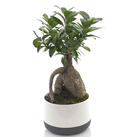 Ficus ginseng in ceramic d17