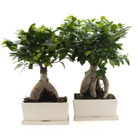 Ficus in square ceramics d25