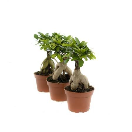 Ficus microcarpa Ginseng d15