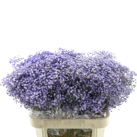 Gipsówka Lavendel Milka 80cm x25