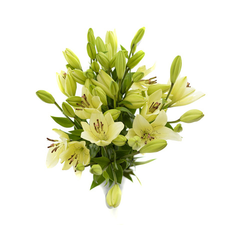 Lilium Oriental White 5+kw 80cm 55gr x10x30