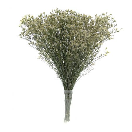 Limonium White Extra 65cm 350gr x25x50