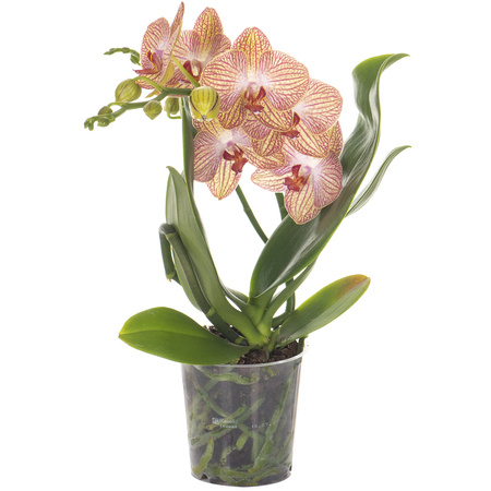 Orchidea 12cm Bonsai Mix 40cm