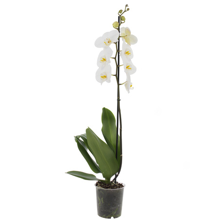 Orchidea 12cm I-pęd Biały Extra 60cm