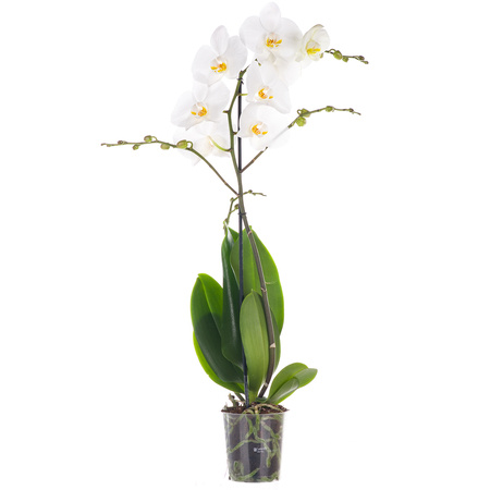 Orchidea 12cm I-pęd Biały Super Extra 60cm