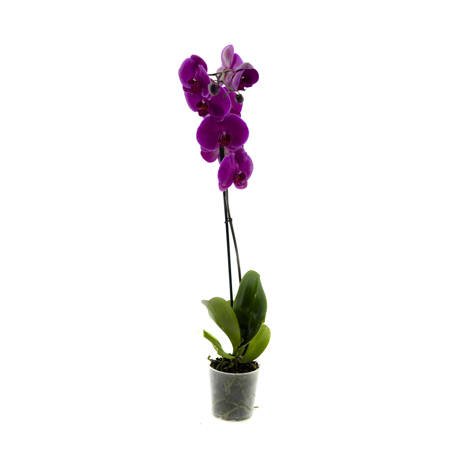 Orchidea 12cm I-pęd Mix Extra 60cm