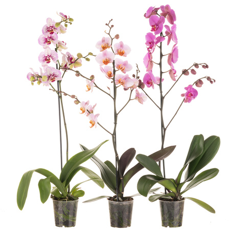 Orchidea 12cm I-pęd Mix Super Extra 60cm