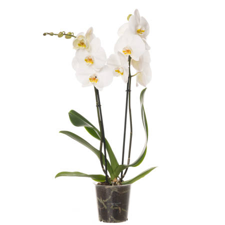 Orchidea 12cm II-pęd Biały Extra 40-50cm