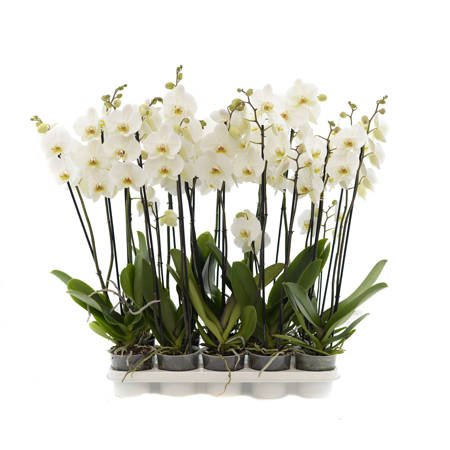 Orchidea 12cm II-pęd Biały Extra  60cm