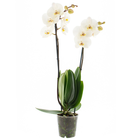 Orchidea 12cm II-pęd Biały Extra 60cm