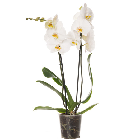 Orchidea 12cm II-pęd Biały Extra 80cm