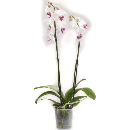 Orchidea 12cm II-pęd Biały Standard 40-50cm