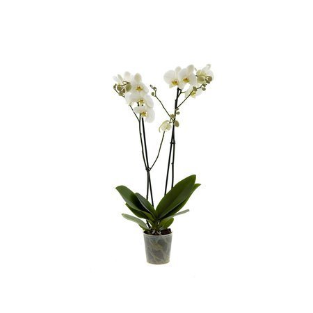 Orchidea 12cm II-pęd Biały Super Extra 60cm