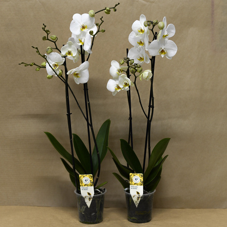 Orchidea 12cm II-pęd Biały Super Extra 60cm