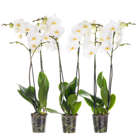 Orchidea 12cm II-pęd Biały Super Extra 80cm