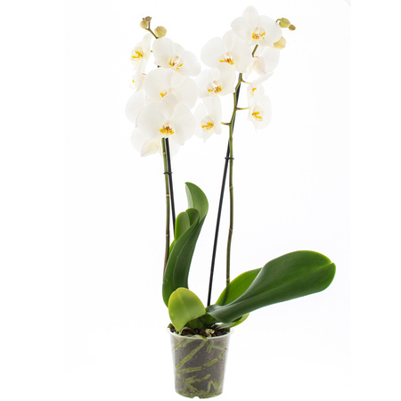 Orchidea 12cm II-pęd Cambridge Extra