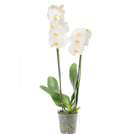 Orchidea 12cm II-pęd Cambridge Standard