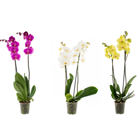 Orchidea 12cm II-pęd Mix Extra 40-50cm