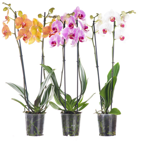 Orchidea 12cm II-pęd Mix Standard 40-50cm