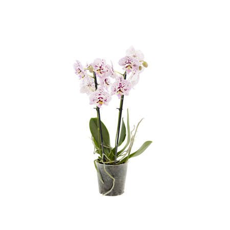 Orchidea 12cm II-pęd Mix Standard 40cm