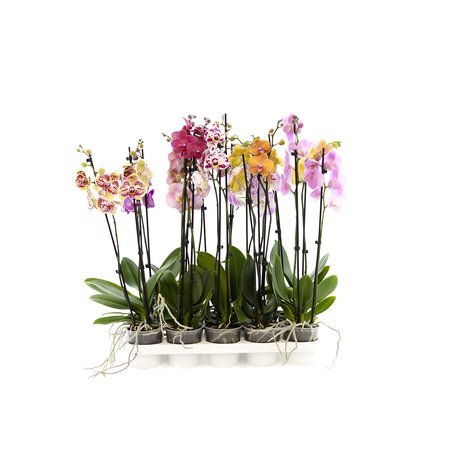 Orchidea 12cm II-pęd Mix Standard 50cm