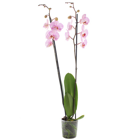 Orchidea 12cm II-pęd Mix Standard 80cm