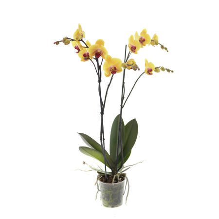 Orchidea 12cm II-pęd Mix Super Extra 60cm