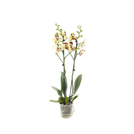 Orchidea 12cm II-pęd Mix Super Extra 80cm