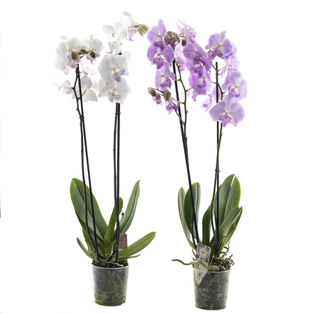 Orchidea 12cm II-pęd Na Wyjątkową Okazję Extra 60cm