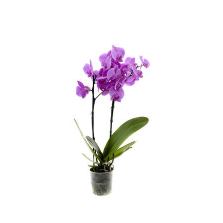 Orchidea 12cm II-pęd Pasadena Super Extra 60cm